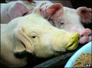 Тайваньские ученые вывели флуоресцентных свиней