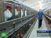 Россельхознадзор подтвердил, что в Краснодарском крае найден птичий грипп