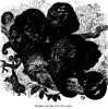 Семейство широконосых, или обезьян Нового Света (Platyrrhini). Ревуны.
