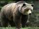 Серый, серебристый медведь (гризли) (Ursus cinereus). 