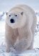 Белый медведь или полярный (Ursus maritimus)