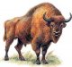 Зубр (Bos bison)