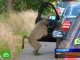 В ЮАР местные жители страдают от грабежей бабуинов