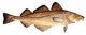 Отряд мягкоперых рыб. Обыкновенная треска (Gadus morchua) 