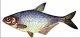 Синец. Промысловые рыбы и их основные характеристики. 