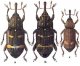 Виды жесткокрылых жуков. Долгоносики (Curculionina).