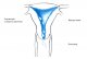Процессы, происходящие в организме женщины до и во время менструации.