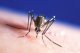 В Бразилии зарегистрировано около полумиллиона случаев лихорадки денге