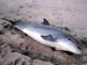 На Кабо-Верде сотни дельфинов выбросились на берег и погибли. 