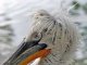 В Ульяновской области обнаружили кудрявого пеликана