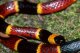 Яд змей семейства Elapidae