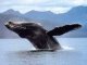 По-мнению ученых, предки китов передвигались по суше