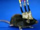Японцы поместили в мозг мыши миниатюрную видеокамеру