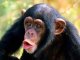 Шимпанзе стали бы самыми осторожными биржевыми брокерами