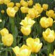 Дарите тюльпаны к 8 марта