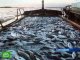 Утвержден регламент проверки российских рыболовецких траулеров