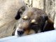 В Пролетарском районе Ростовской области вышло распоряжение об отстреле бродячих собак 
