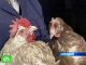В Приморском крае домашнюю птицу поразил птичий грипп