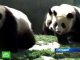 Из провинции Сычуань олимпийские панды отправятся в Пекин