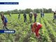 20 тысяч школьников трудоустроят в Ростовской области на летний период
