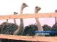 В Ростовской области активно занимаются и разведением страусов