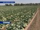 В Ростовской области собрали богатый урожай овощей