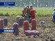 В Ростовской области собрали высокий урожай картофеля