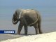 Дом для слонов построят в ростовском зоопарке