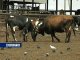 Стадо коров, зараженных бруцеллезом, будет уничтожено по решению суда