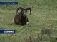 Липецкие муфлоны обживают Ростовский зоопарк