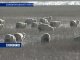 Новую породу овец вывели зимовниковские селикционеры
