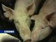 В Ростовской области уничтожено поголовье свиней, больных чумой
