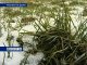 В Ростовскую область вернется снег 