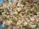 Рецепты: Салат из курицы с маринованными огурцами