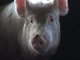 В станице Красноярской подтвердилась африканская чума свиней