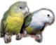 Попугаи-неразлучники. Сероголовый, или мадагаскарский, неразлучник
