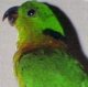 Попугаи-неразлучники. Зеленоголовый неразлучник (Аgapornis swinderniana)