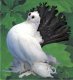 Породы голубей. Новочеркасские чернохвостые