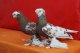 Породы голубей. Узбекские лохмоногие