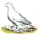 Породы голубей. Северокавказские длинноклювые космачи