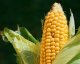 Толкование терминов (К). Кукуруза