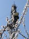 Белые цветы на верхушки дерева и телевышка.Фото Калитва.ру