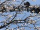 Белоснежные цветы абрикоса и фрагмент телевышки.Фото Калитва.ру