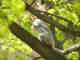 Белка на дереве весной. Фото калитва.ру