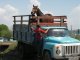 Привезли лошадь в грузовике. Фото калитва.ру