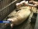 Очередной очаг африканской чумы свиней зафиксирован в Ростовской области