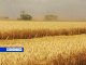 Завершается уборка ранних зерновых в Ростовской области