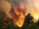 Верхнедонском районе  произошло возгорание соснового леса