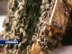В Ростовской области пестицидами отравились пчёлы