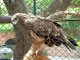 В ростовском зоопарке расстреляли орлов